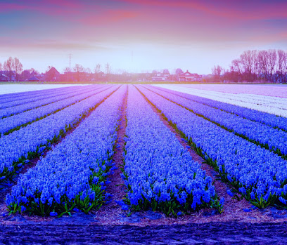 BLUEVINE HOSPICE — homepage