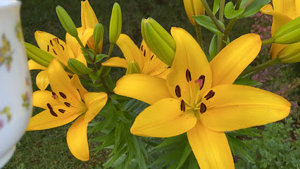 GREEN VALLEY HOSPICE, INC — homepage