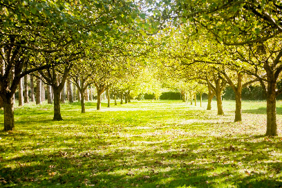 SANCTUARY HOSPICE — homepage